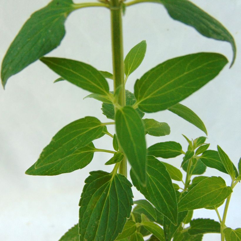 Agastache mexicana Red Fortune (Follaje)