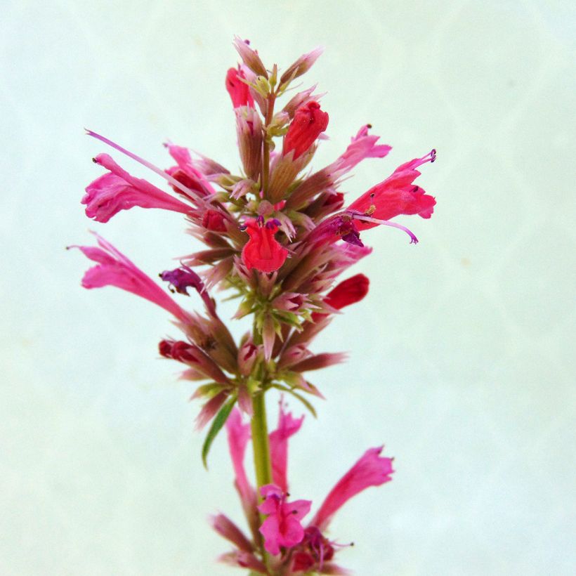 Agastache mexicana Red Fortune (Floración)