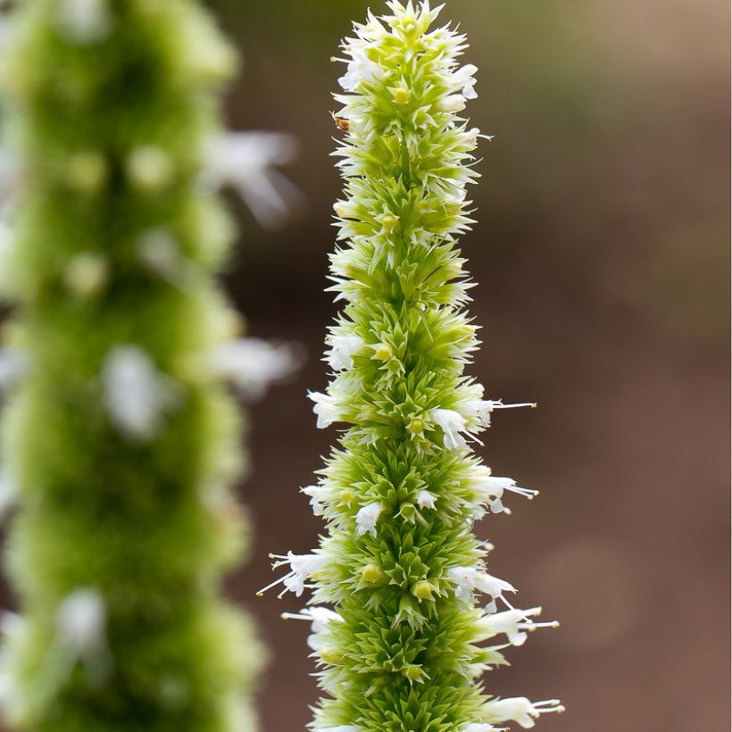 Agastache nepetoides Fuji no Yuki (Floración)