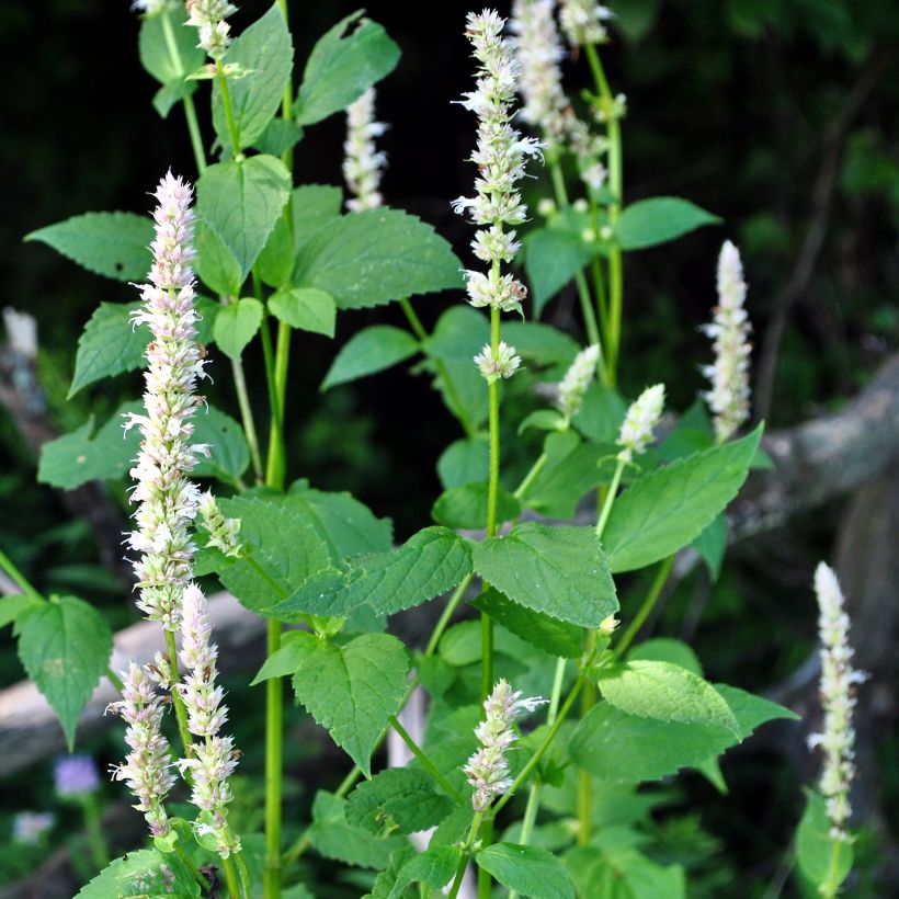 Agastache nepetoides Fuji no Yuki (Porte)