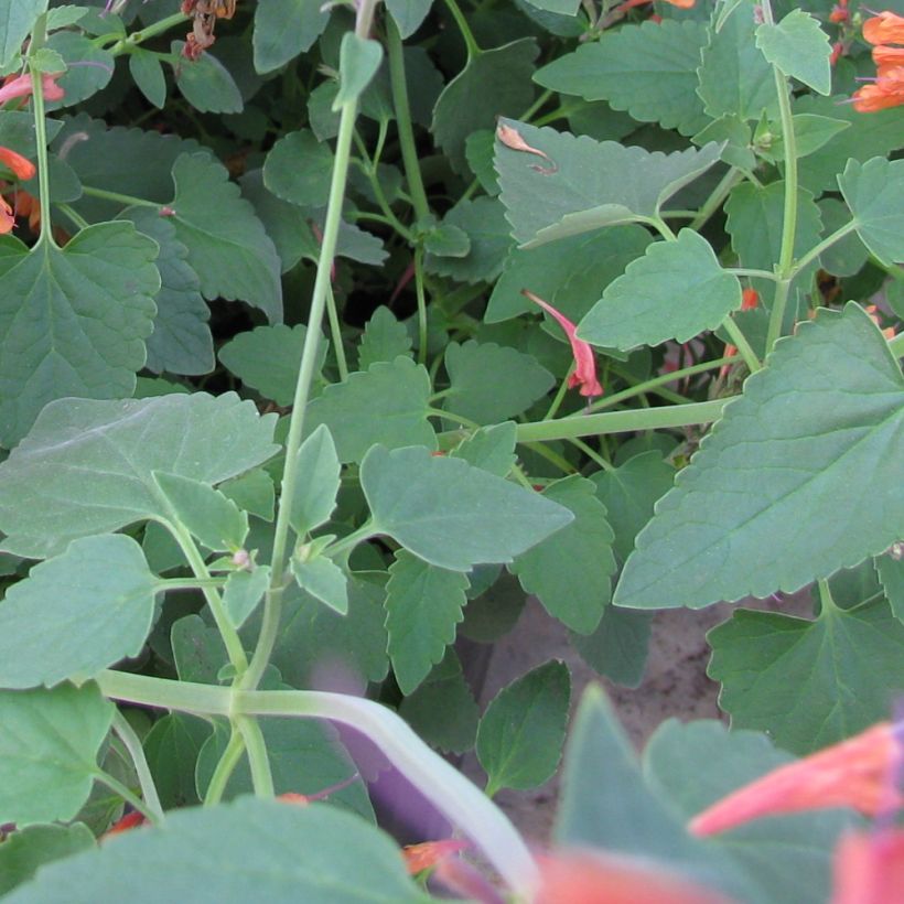 Agastache rupestris - Agastache gigante (Follaje)