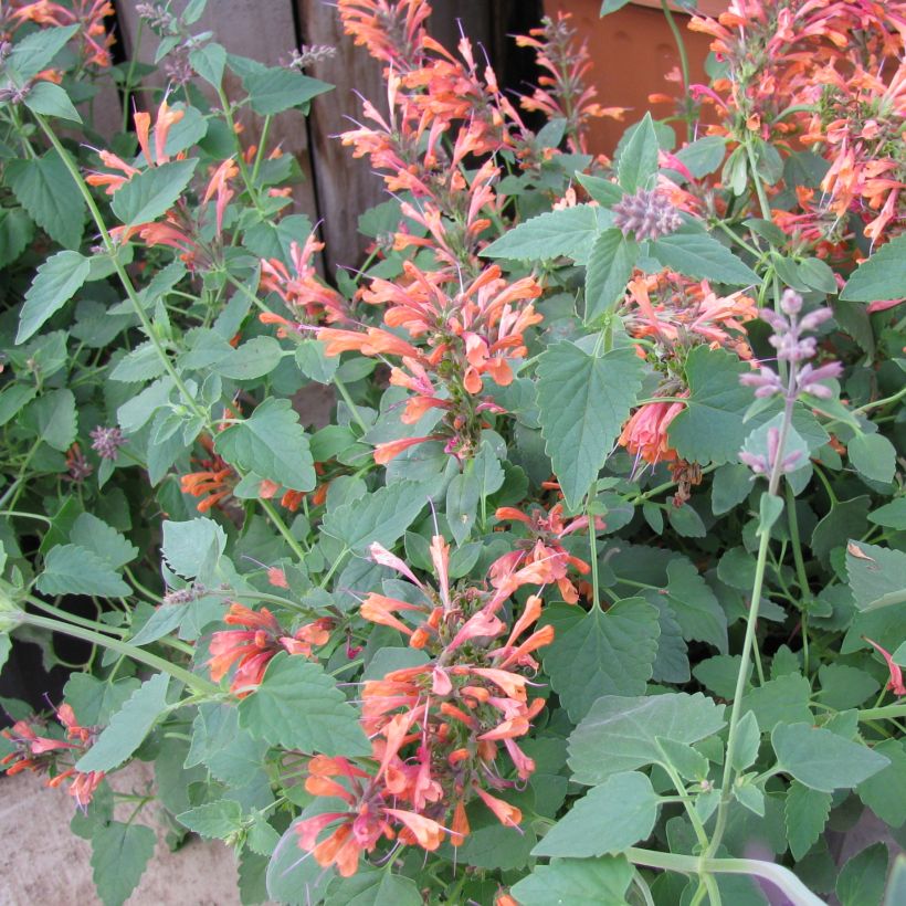 Agastache rupestris - Agastache gigante (Porte)