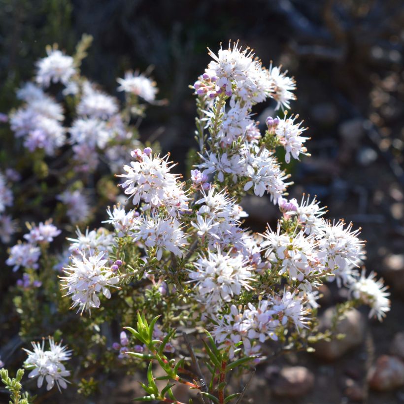 Agathosma capensis - Buchu (Floración)