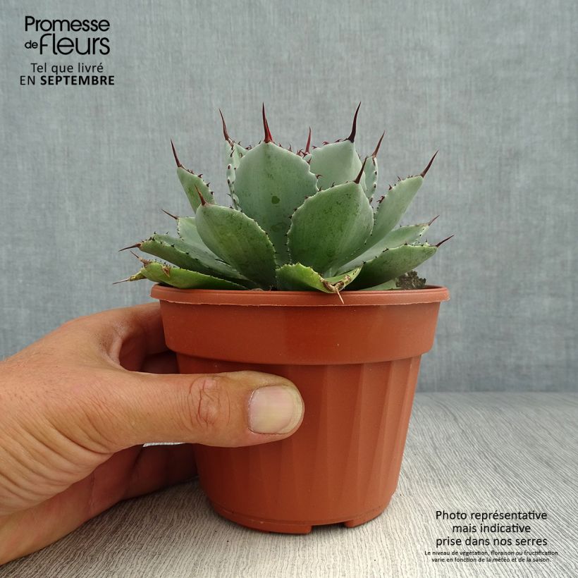 Ejemplar de Agave Kikijokan Pot de 13 cm entregado en otoño