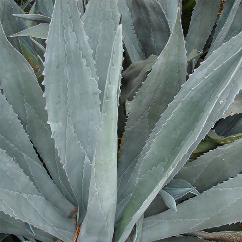 Agave americana (Follaje)