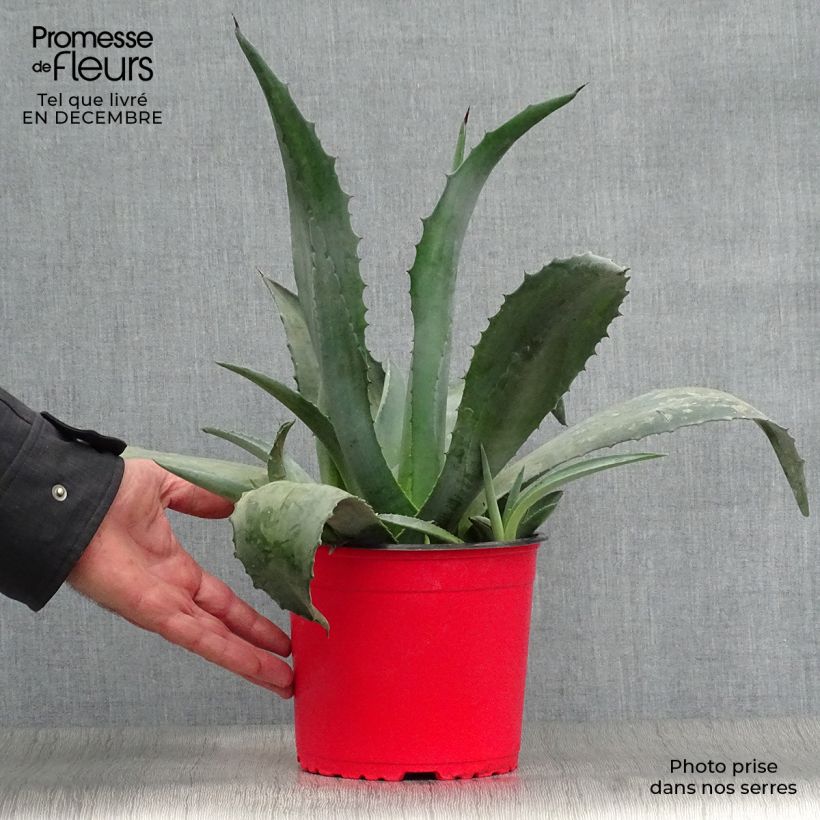 Agave americana - Agave d'Amérique Pot de 2L/3L Ejemplar entregado en invierno