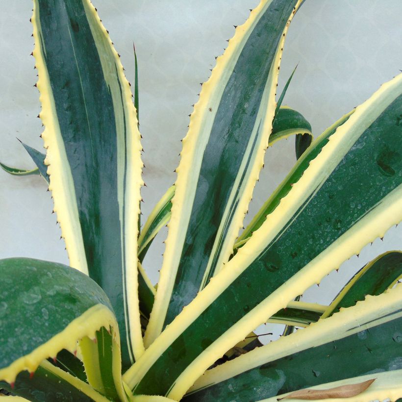 Agave americana Variegata (Floración)