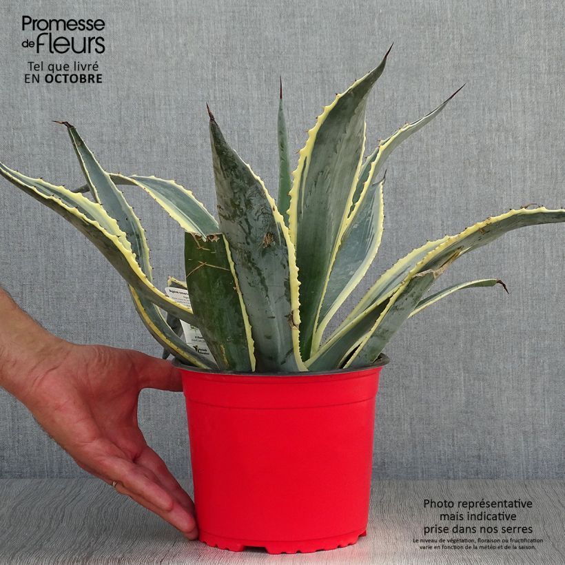 Ejemplar de Agave americana Variegata - Agave d'Amérique pot de 2/3L entregado en otoño