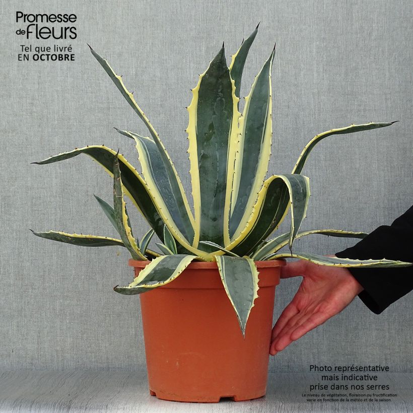 Ejemplar de Agave americana Variegata - Agave d'Amérique pot de 7,5L/10L entregado en otoño