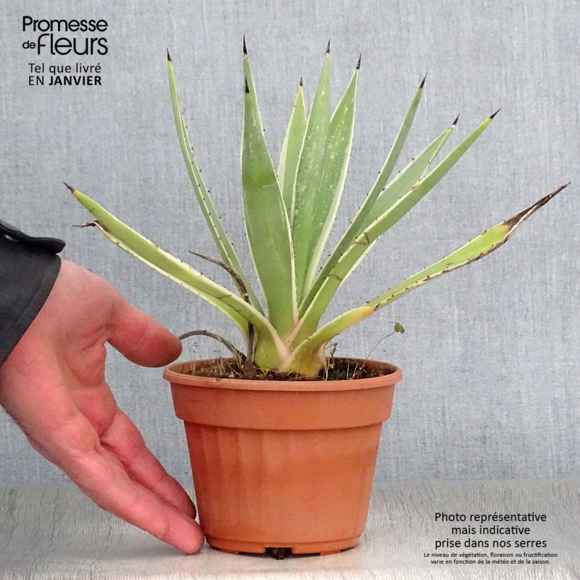 Agave angustifolia Marginata Pot de 13 cm Ejemplar entregado en invierno