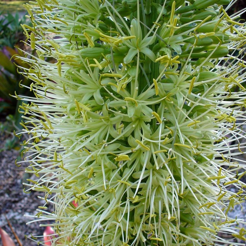 Ágave del dragón - Agave attenuata (Floración)