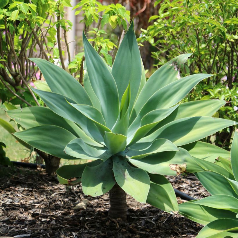 Ágave del dragón - Agave attenuata (Porte)