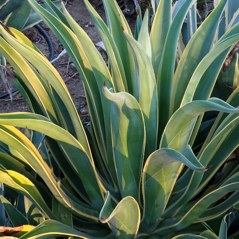 Maguey de pita - Agave desmetiana Variegata (Follaje)