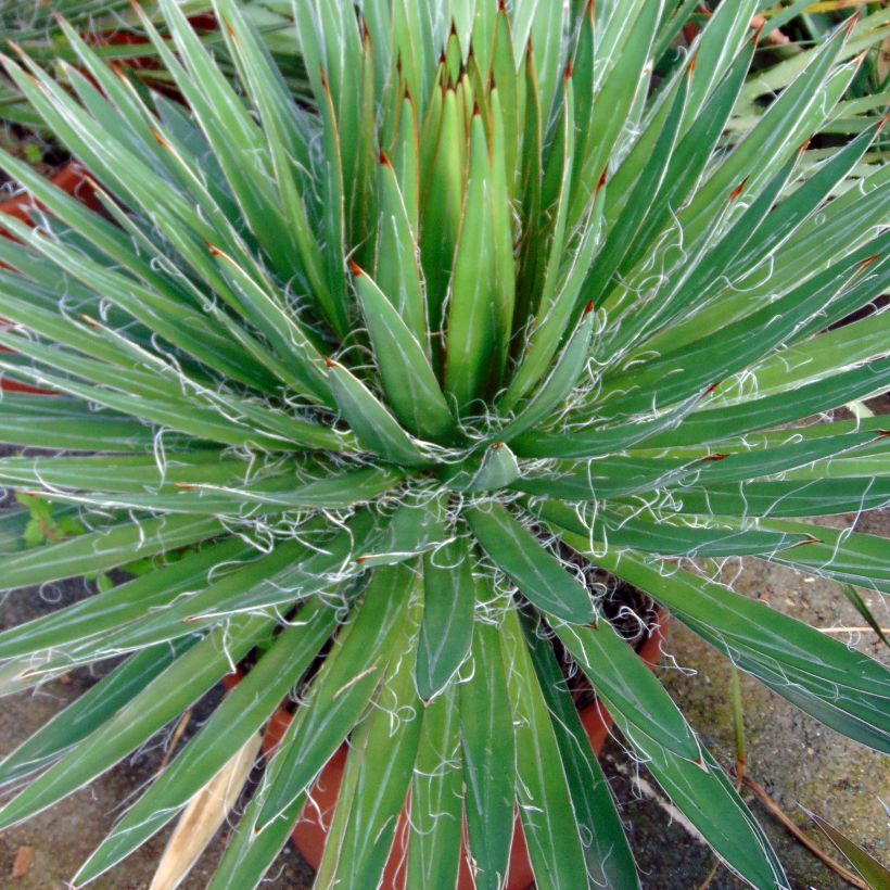 Cabuyo - Agave filifera (Follaje)