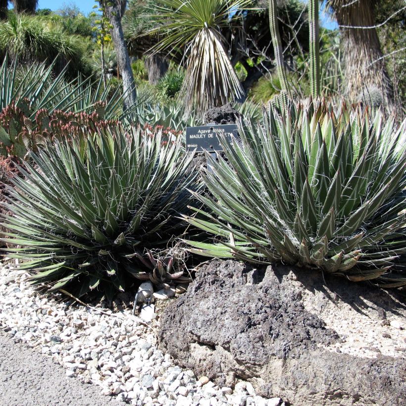 Cabuyo - Agave filifera (Porte)