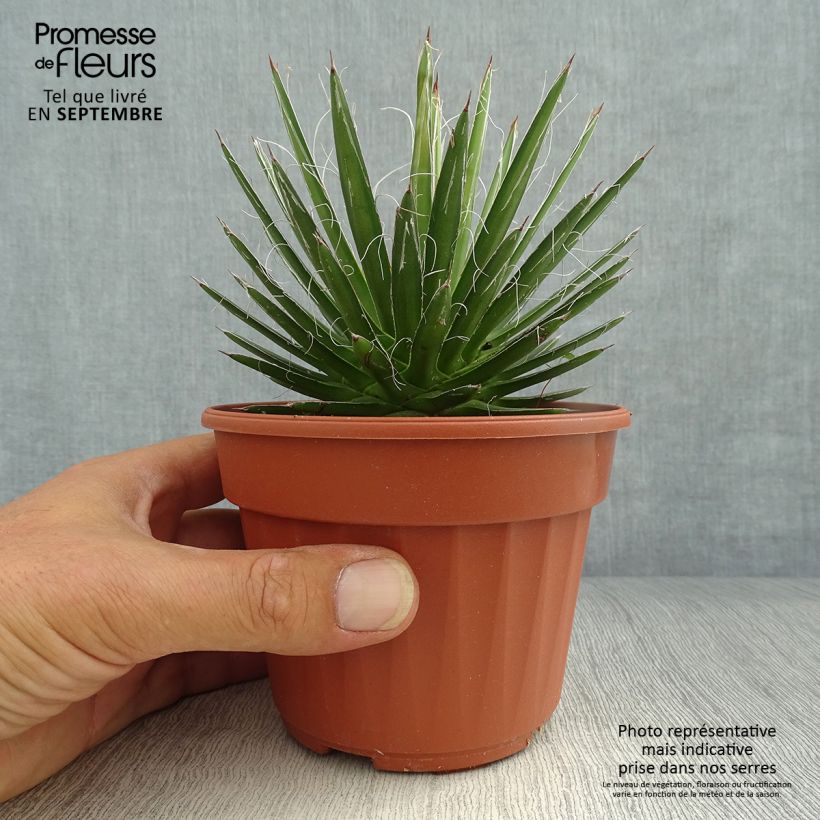 Ejemplar de Agave filifera en pot de 13 cm entregado en otoño