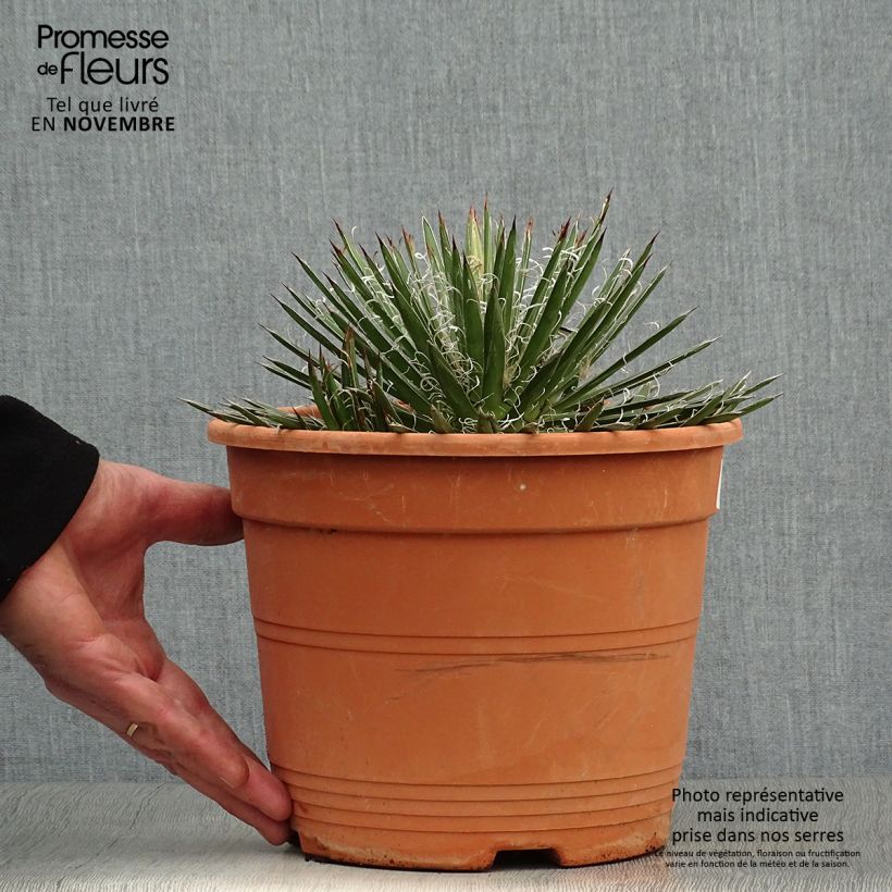 Ejemplar de Agave filifera en pot de 1.5L/2L entregado en otoño