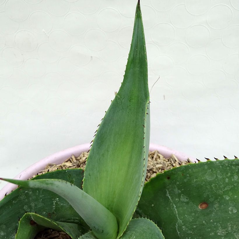 Agave guiengola (Follaje)