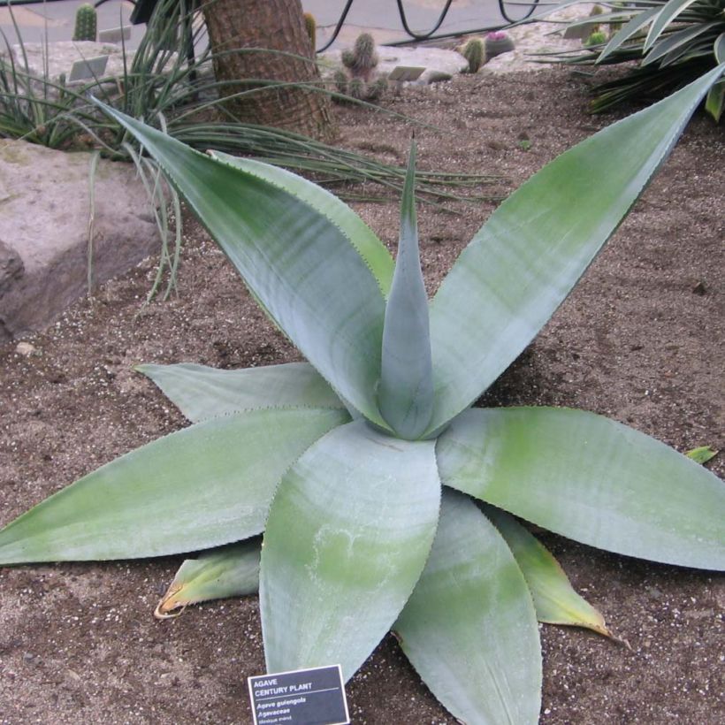 Agave guiengola (Porte)