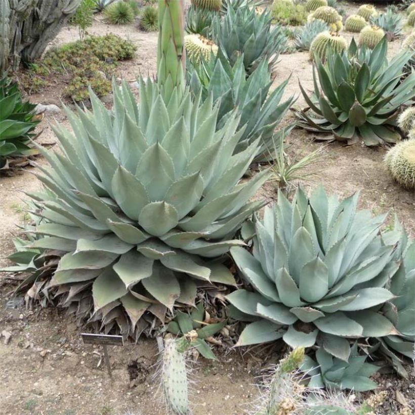 Agave havardiana (Porte)