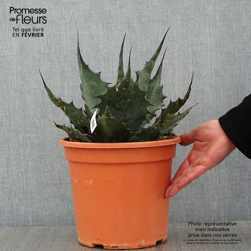 Agave havardiana Pot de 7,5L/10L Ejemplar entregado en invierno