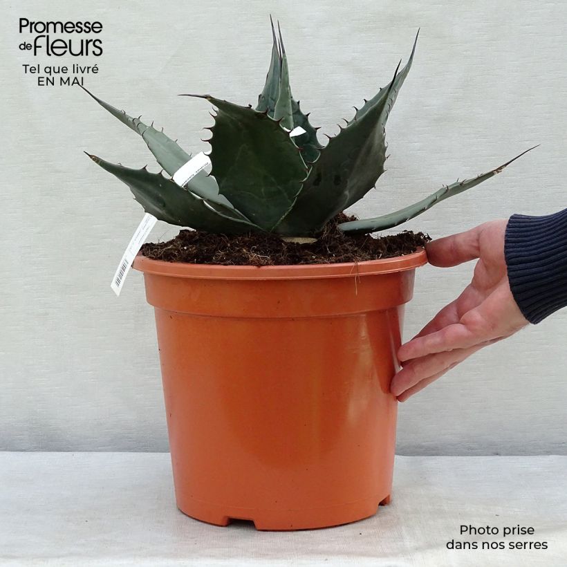 Agave havardiana Pot de 7,5L/10L Ejemplar entregado en la primavera