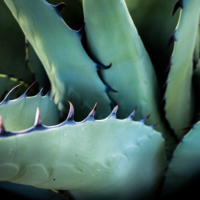 Agave havardiana (Follaje)