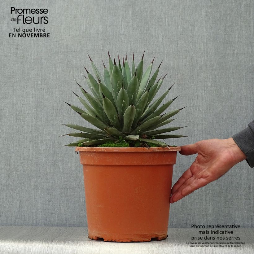 Ejemplar de Agave macroacantha Pot de 7,5L/10L entregado en otoño