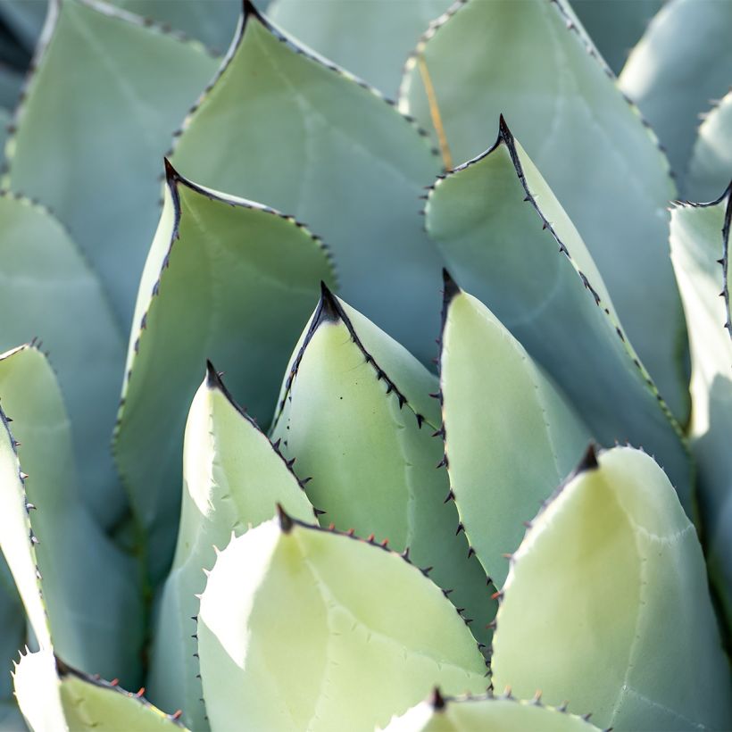 Agave macroacantha (Follaje)