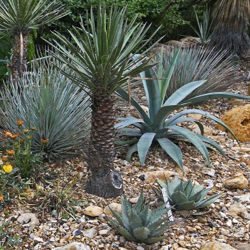 Agave macroacantha (Porte)