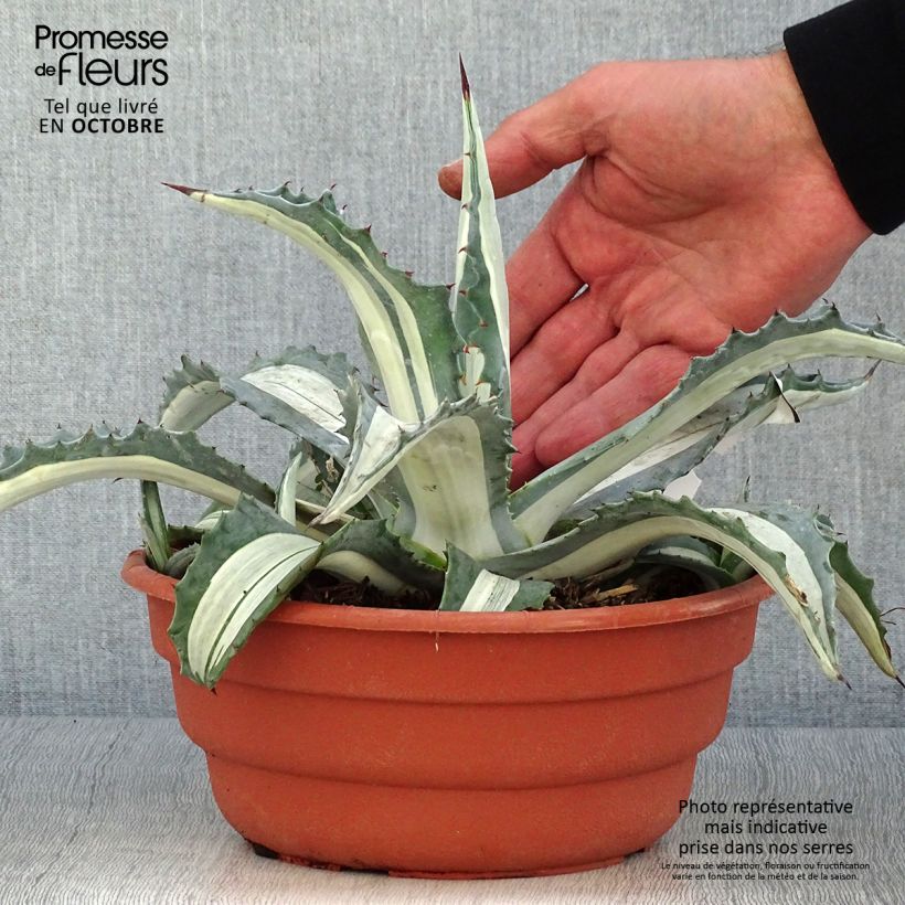 Ejemplar de Agave mediopicta Alba - Agave d'Amérique pot de 3L entregado en otoño