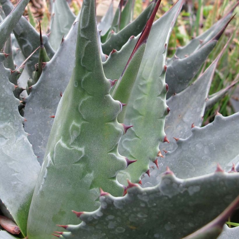 Agave montana (Follaje)