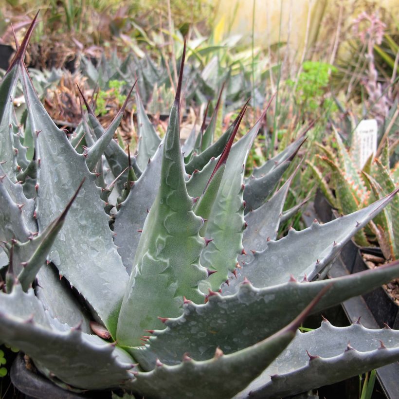 Agave montana (Porte)