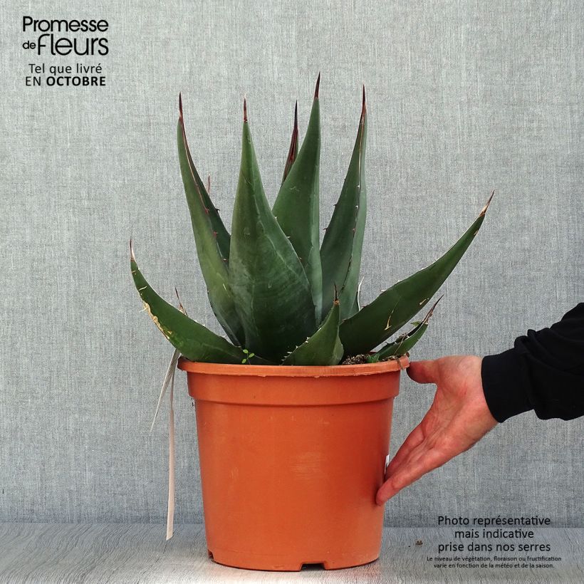 Ejemplar de Agave montana Pot de 7,5L/10L entregado en otoño