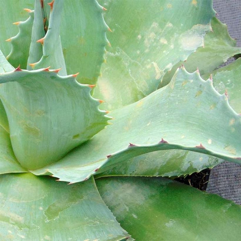 Agave ovatifolia (Follaje)