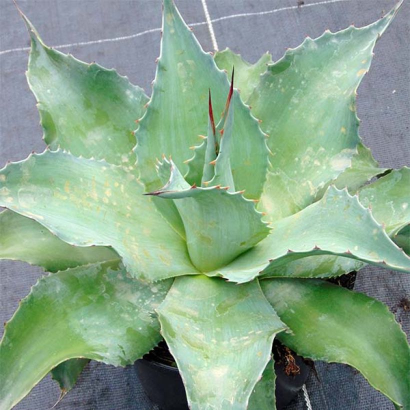 Agave ovatifolia (Porte)