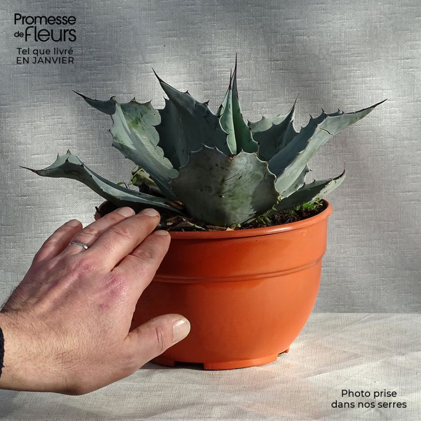 Agave ovatifolia  Pot de 3L/4L Ejemplar entregado en invierno