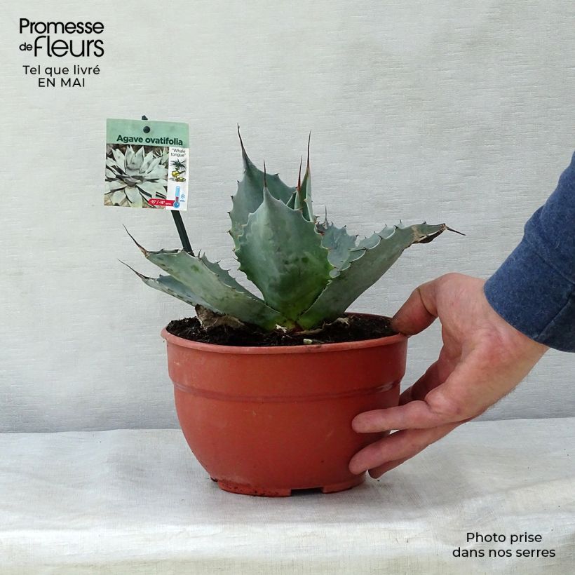 Agave ovatifolia  Pot de 3L/4L Ejemplar entregado en la primavera