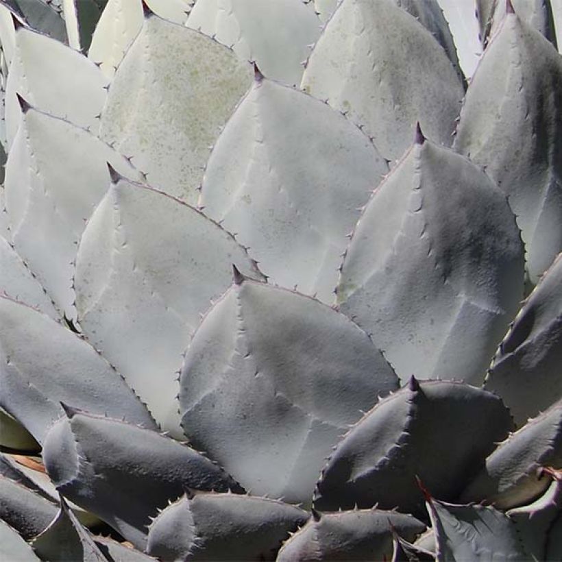 Mezcal - Agave parryi var. huachucensis (Follaje)