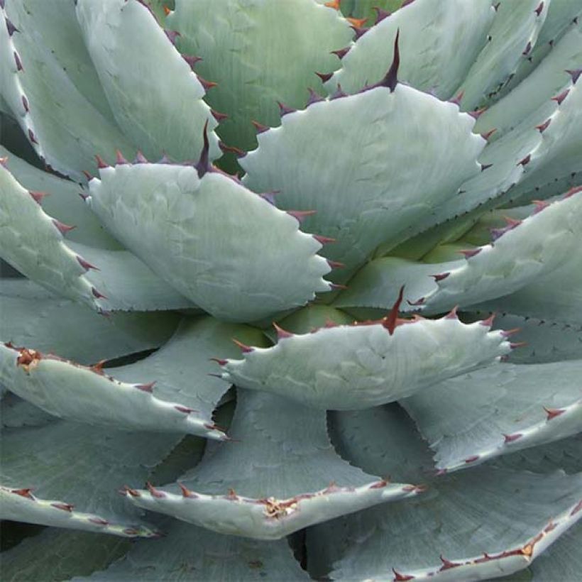 Agave Kikijokan (Follaje)