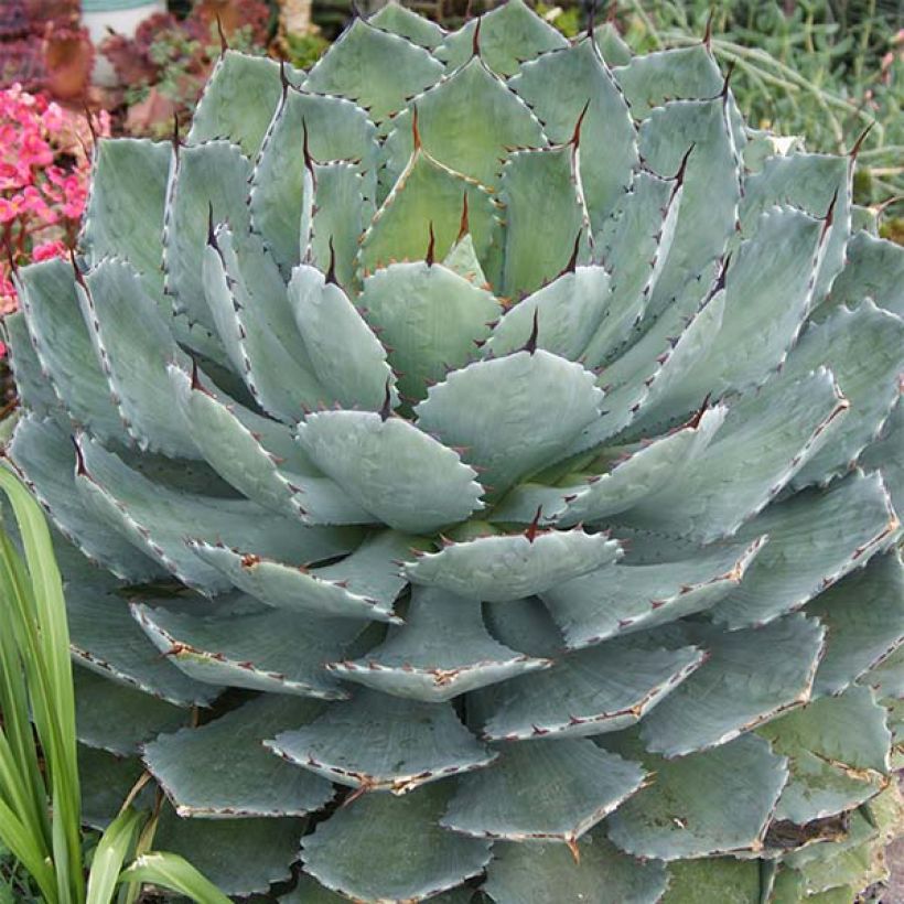 Agave Kikijokan (Porte)