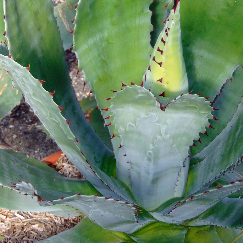 Mezcal - Agave parryi var. neomexicana (Follaje)