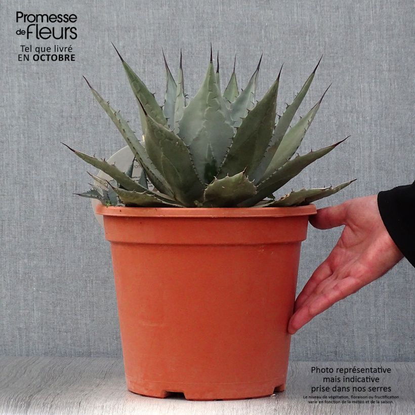 Ejemplar de Agave parryi neomexicana Pot de 7,5L/10L entregado en otoño