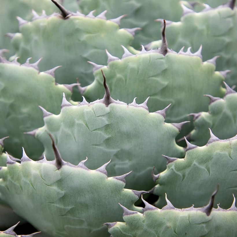 Maguey de mezcal - Agave potatorum var. verschaffeltii (Follaje)