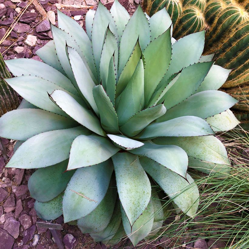 Maguey de mezcal - Agave potatorum var. verschaffeltii (Porte)