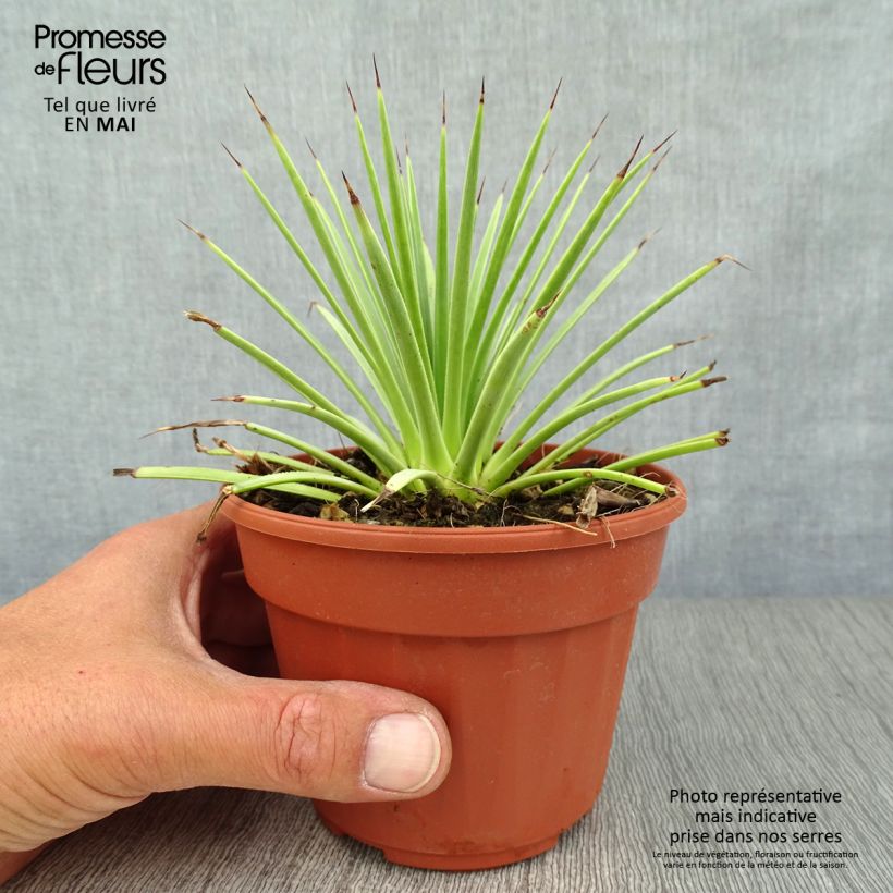 Agave stricta Nana Pot de 13 cm Ejemplar entregado en la primavera