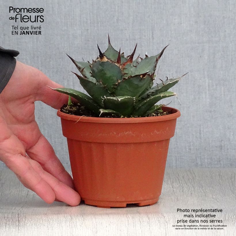 Agave titanota Pot de 13 cm Ejemplar entregado en invierno