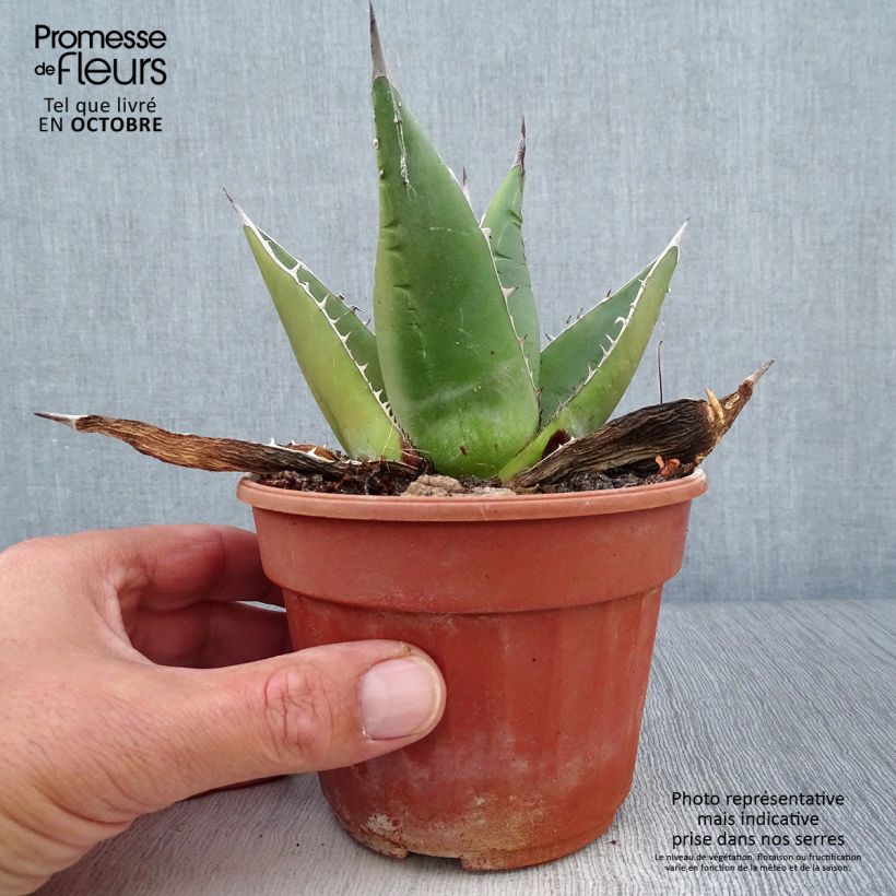 Ejemplar de Agave titanota Pot de 13 cm entregado en otoño