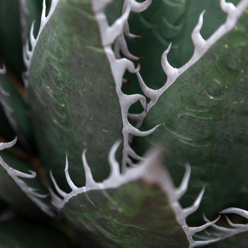 Agave titanota (Follaje)