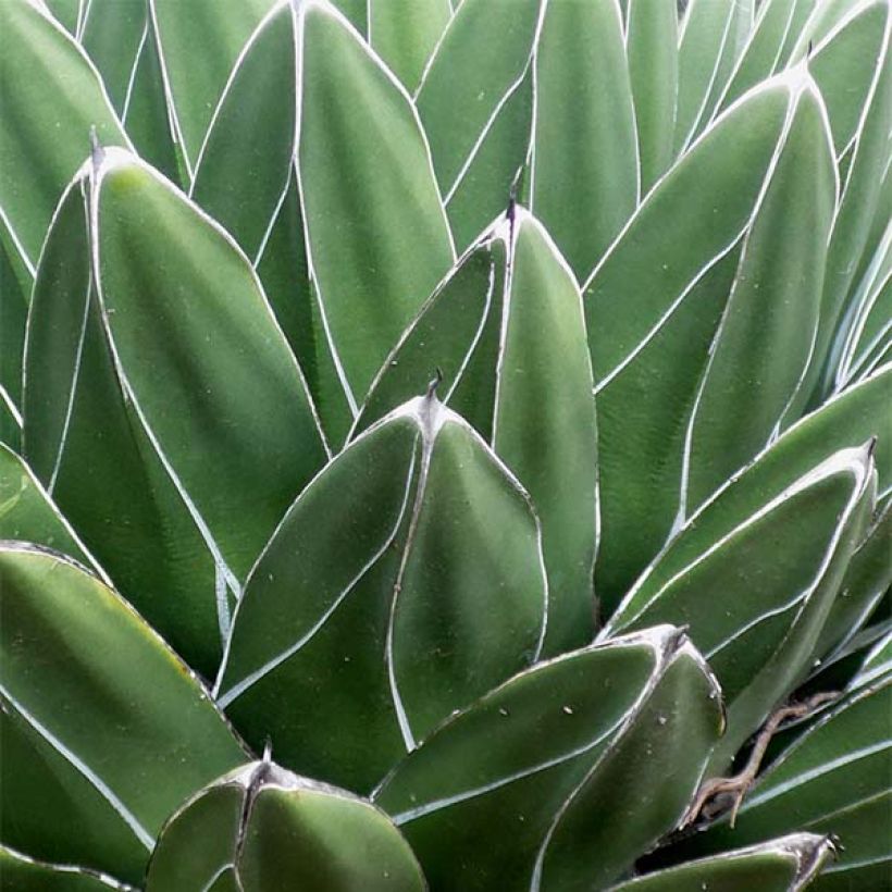 Ágave de la Reina Victoria - Agave victoriae-reginae (Follaje)